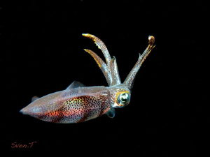 Gesticulating squid.. by Sven Tramaux 